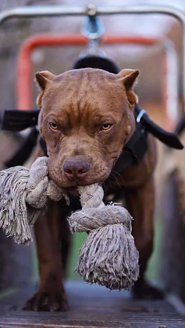 American Pitbull Terrier Seal & Giuntas Martins
8 months
#sealpitbull #pitbullpuppy #sealkennel #rednosepitbull #пітбульукраїна