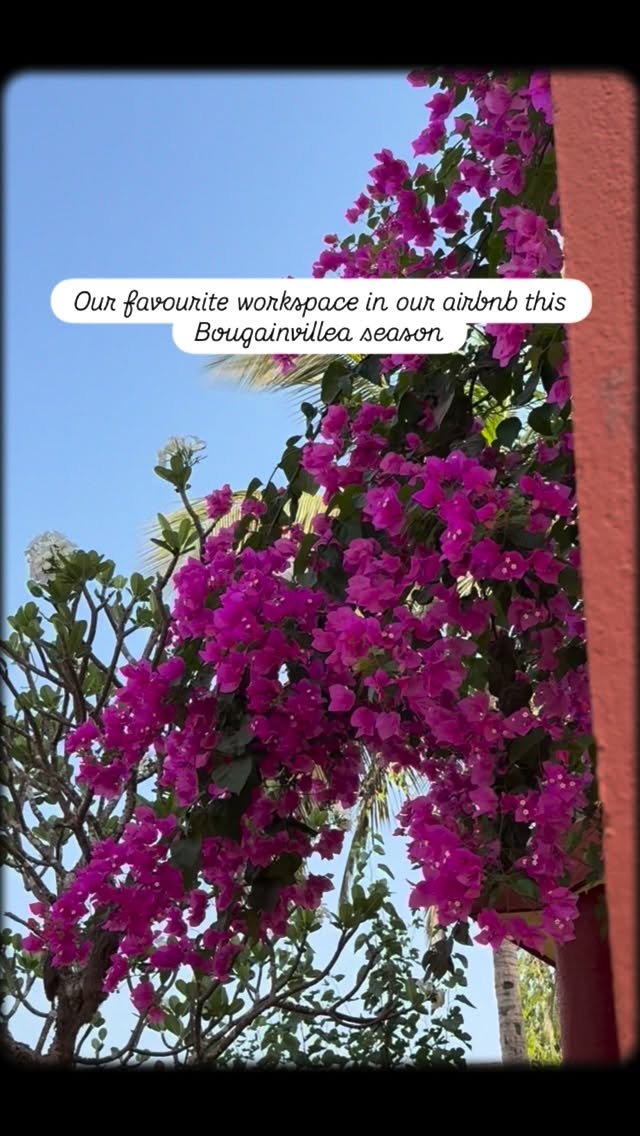 This is what greets you every morning at Golden Perch 🌺
#airbnb #southgoa #workationindia #goa