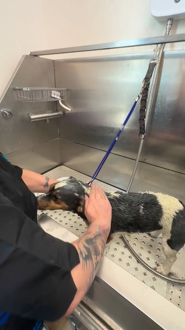 We are sooo serious about Sirius’ spa day featuring the ultimate De-Shedding Mud Mask. The amount of hair left in the tub and after his blow-dry was endless! 🛁💨
It might sound funny to give a pooch a mud mask—like they’re getting better treatment than we do at the spa—and honestly? That’s exactly right! Your pup deserves the absolute best. 👑
✨ Why the Mud Mask is a Game Changer:
We use the Peanut and Pickle De-Shedding Mud Mask, and it works an absolute treat. Here’s why your dog will love it:
Deep Cleanse: Enriching green clay deeply exfoliates the skin.
Conditioning: Mango butter and coconut oil detangle and soften the coat.
De-Shedding: It’s designed specifically to help loosen and remove that stubborn dead undercoat.
Who is it for? 🐾 It’s pawfect for short-coated breeds and fluffy double-coated stars like Pomeranians and Chows.
💰 Book the Upgrade
Give your dog the royal treatment! Add this mask to any grooming session starting from £10.
P.S. How adorable is Sirius the JRT? That post-spa glow is real! 🫶🏼
Is your pup ready to ditch the shed?🫧 DM us to add a Mud Mask to your next booking!💬