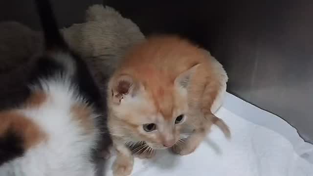 ✨ Voorzichtige opluchting om kleine Dougie ❤️
Na uren van spanning en onzekerheid kreeg ik zojuist bericht uit de kliniek.
Dougie is uiteindelijk toch nog niet geopereerd.
Terwijl ze hem voorbereidden op de operatie, zat er wat tijd tussen doordat eerst overleg plaatsvond met de specialisten. Vlak voordat ze wilden beginnen, merkte een collega op dat Dougie iets rustiger begon te ademen dan vanmorgen.
Vanmorgen had hij direct vochtafdrijvende medicatie gekregen om het vocht rond zijn hart te verminderen. In eerste instantie leek dat geen effect te hebben en werd zijn benauwdheid steeds erger, waardoor een spoedoperatie noodzakelijk leek.
Maar gelukkig trad de medicatie later alsnog aan.
Dougie begon beter te ademen én hij wilde weer eten, iets wat hij vanmorgen absoluut niet wilde.
Daarom is besloten om de zeer risicovolle operatie voorlopig niet uit te voeren.
In plaats daarvan wordt hij vannacht nauwlettend in de gaten gehouden, zodat hij hopelijk stabiel blijft tot morgenochtend. Dan komt de cardioloog en wordt er een cardiogram gemaakt om hopelijk meer duidelijkheid te krijgen over wat er precies met zijn kleine hartje aan de hand is.
Het nieuws voelt voorzichtig positief, maar inmiddels weten we dat de situatie elk moment weer kan veranderen. De oorzaak van alle problemen is nog steeds niet duidelijk.
Ik ben dus nog niet echt gerust, maar wel ontzettend opgelucht dat deze zware operatie op dit moment niet nodig is.
Dank jullie wel voor alle lieve berichten, kaarsjes, gebeden en steun. Dat betekent meer dan woorden kunnen zeggen. ❤️🙏
Blijven jullie alsjeblieft nog even duimen voor onze kleine vechter Dougie? 🐾