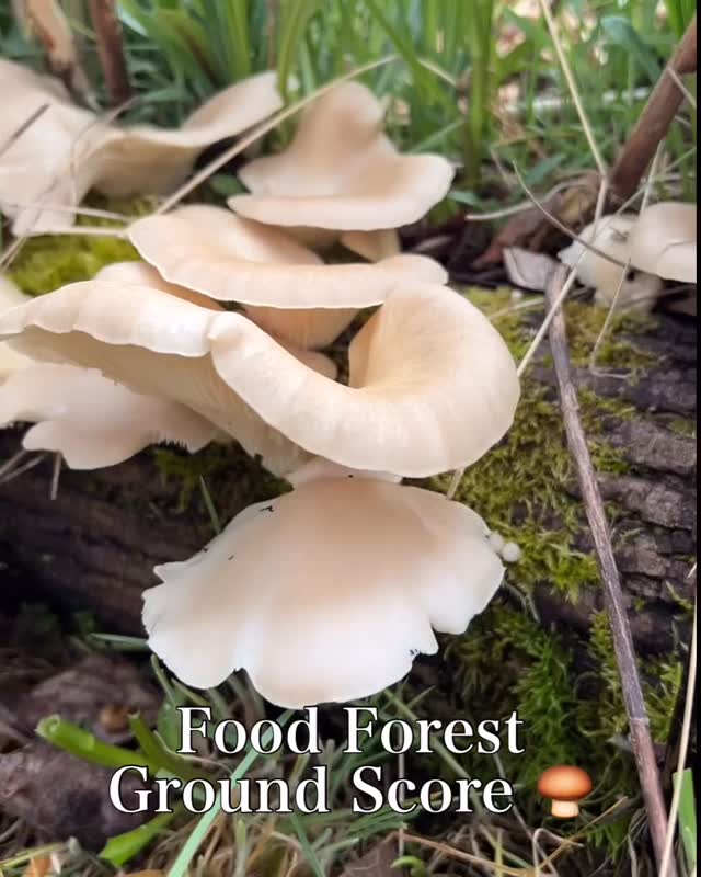 You know your food forest is working correctly when it grows food you didn’t put there.
I didn’t purposely inoculate oysters mushrooms into the landscape. What I did do was create the conditions for a robust ecosystem to naturally do what it does—and provide.
So how’d I do this?
💦 A microclimate in the landscape was created by redirecting water from the rooftop gutters into a rain garden.
🪱 Soil was built up and fed with woody and leafy mulch to increase the soil food web, and therefore now provides greater moisture retention and nutrient bioavailability for plants.
🌿 Many layers of native plants were added to create a dense shady layer.
🪵 Hardwood (maple) logs slowly decompose around the edges, the primary grow medium for these types of mushrooms.
Food forests have the ability to produce a vast array of edible species, while established sites like this require little to no irrigation.
When we build our landscapes to function more like diverse forests, we decrease future outside resource needs to keep them thriving, while also maximizing output… AKA abundance.
🍄🟫 And this particular output was extra delicious!
#foodforest #backyardharvest #foodforests #ediblemushrooms #oystermushrooms