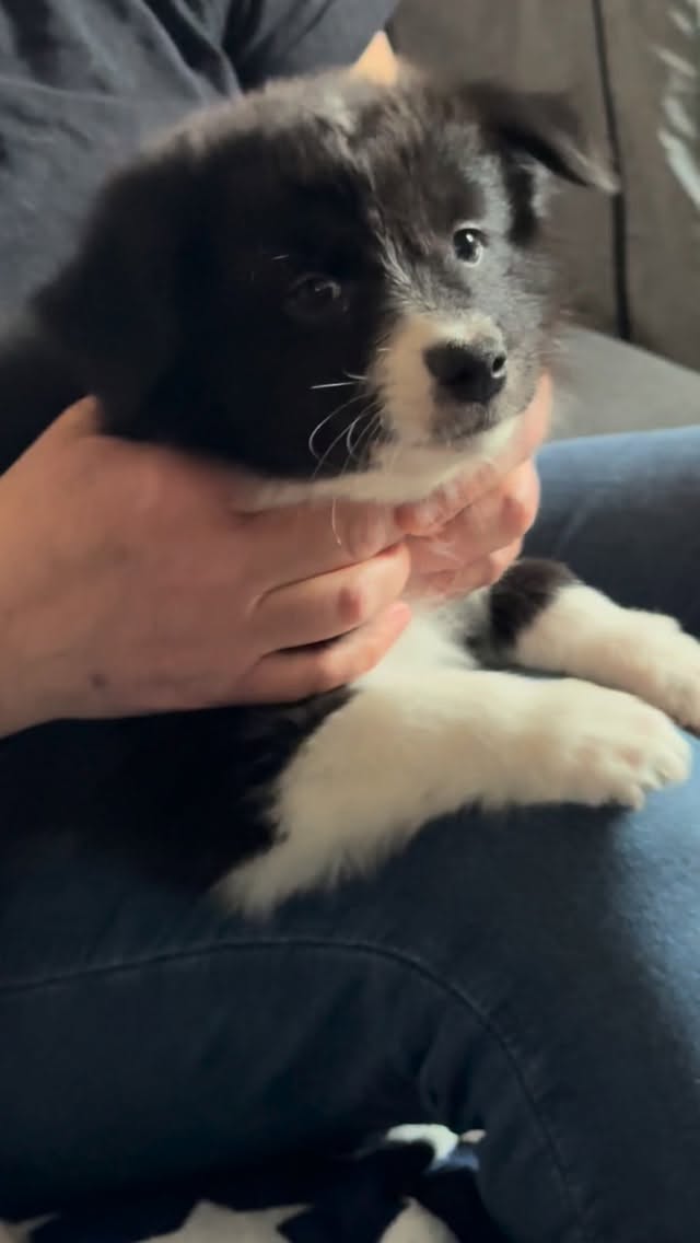 Unsere kleine Prinzessin ist noch auf der Suche nach ihrem ganz eigenen Menschen – jemandem, dem sie ihr ganzes Herz schenken darf. 💛
Wäre super lieb, wenn ihr nochmal kräftig helfen könntet ❤️
Die zarte Maus ist anfangs eher zurückhaltend und braucht ein wenig Zeit, um Vertrauen zu fassen. Doch wenn ihr Herz einmal erobert ist, wird sie bedingungslos an deiner Seite stehen und für dich durchs Feuer gehen.
Sie wünscht sich einen Menschen, der sie liebevoll an die Hand nimmt, ihr Schritt für Schritt die Welt zeigt und ihr das Gefühl gibt: Gemeinsam schaffen wir das. ✨ Sie darf ab dem 16.04.26 mit voll gepackten Köfferchen ins Abenteuer starten 🙂
Wenn dich ihr Blick oder ihre sanfte Art berührt hat, melde dich sehr gerne bei uns.
Auf dem Video seht ihr sie übrigens bei ihrer Physiobehandlung aus der letzten Woche – die all unsere Welpen kennenlernen dürfen. 🐾
Gerne dürft ihr der Maus durch teilen und neu veröffentlichen helfen ihren Menschen zu finden ❤️
Bei ernsthaftem Interesse meldet euch gerne unter 01709315211
#aussie #aussiewelpe #lookingforhome #aussiezucht #aussieliebe