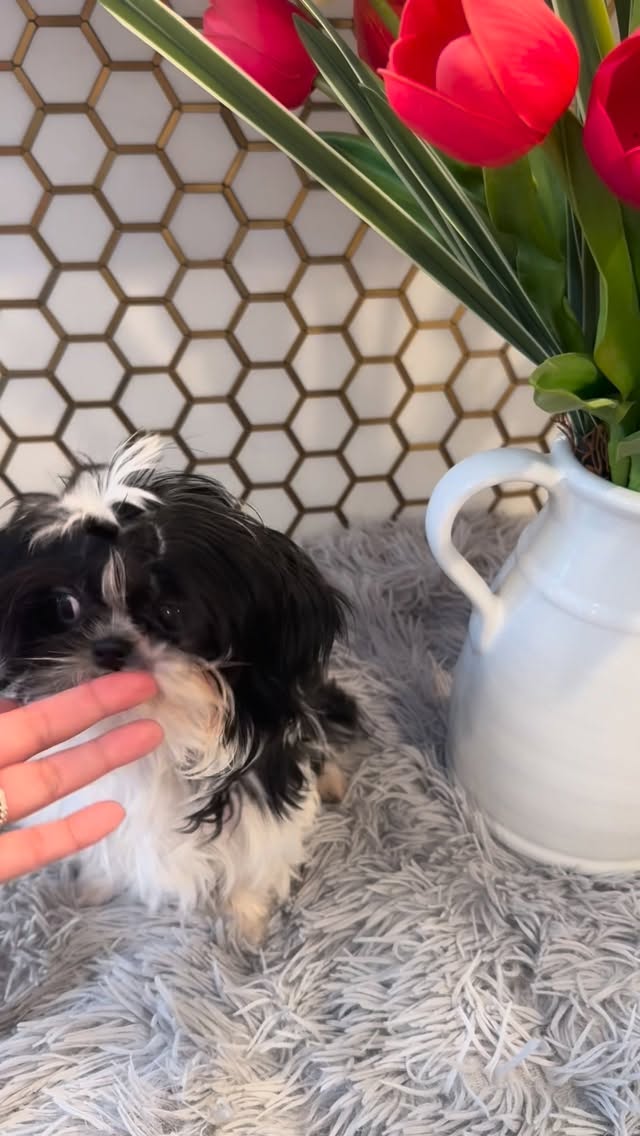 Itty bitty Domino… a perfect blend of sweetness, sass, and pure beauty 🐾 this tiny boy is already showing off his confident, loving personality and we are obsessed 🖤✨
www.luxuriousshihtzu.com
✈️ Shipping Available
📍Los Angeles, CA
#ShihTzuPuppy #PuppyLove #LookingForAHome #ittybitty #ShihTzuLove