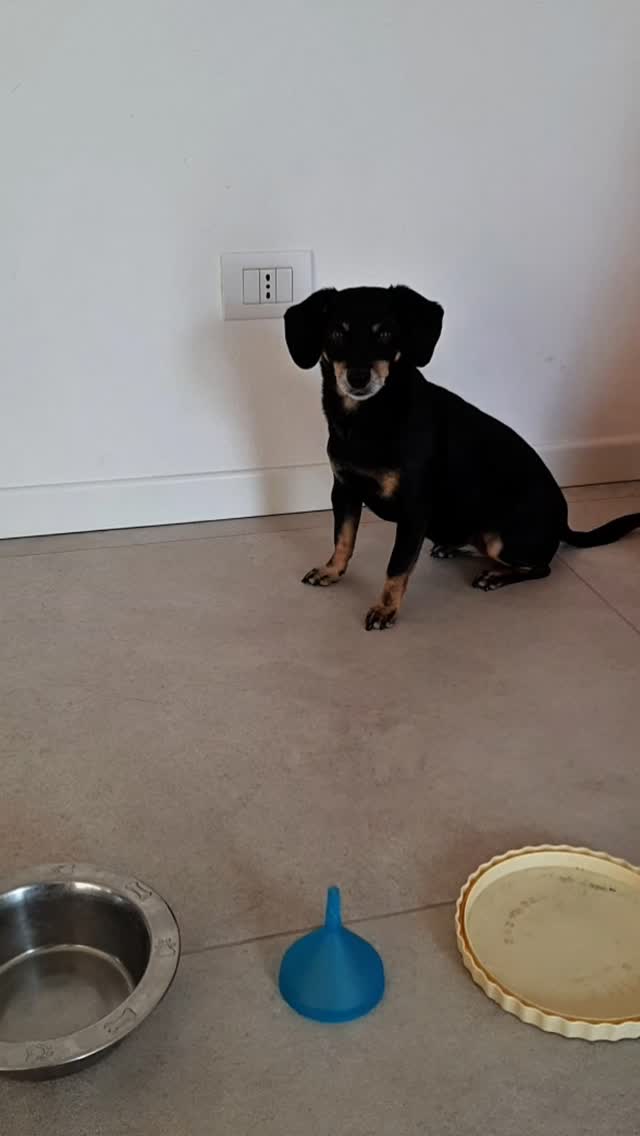 🎥 Gioco cognitivo super semplice 🐾
Una ciotola, un bocconcino… e un imbuto 👀
Il tuo cane dovrà capire come arrivarci.
Nel video ti mostro come si gioca e come aumentare la difficoltà.
Semplice, ma super utile per stimolare la mente ✨
💾 Salva il video e provalo con il tuo cane
#attivitàpercani #educazionecinofila #benesseredelcane #giochicognitivipercani