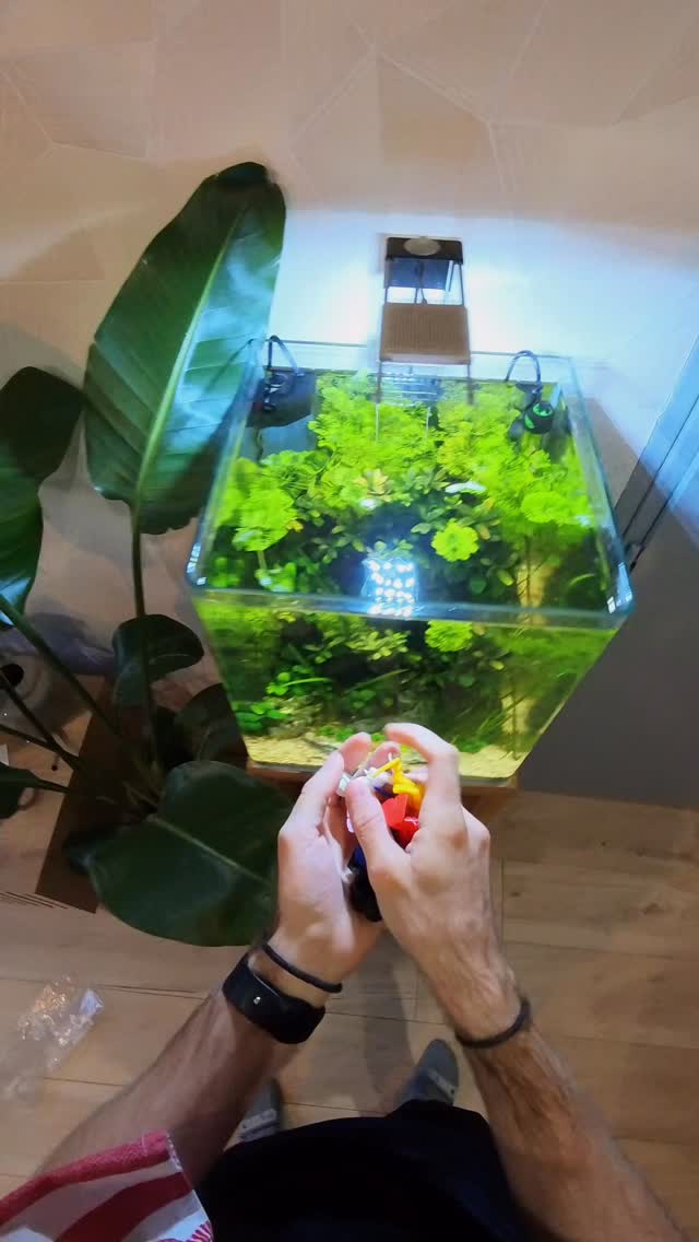 Les nouveautés sont la ! Des portes Lollies en forme de plongeur pour ajouter une touche de couleur dans vos aquarium 🦐
Disponible dans une multitude de couleur, rouge, noir, bleu, jaune… n’hésitez pas à nous dire votre couleur préférée en commentaire ! 🌈
#crevettes #aquarium #lollies