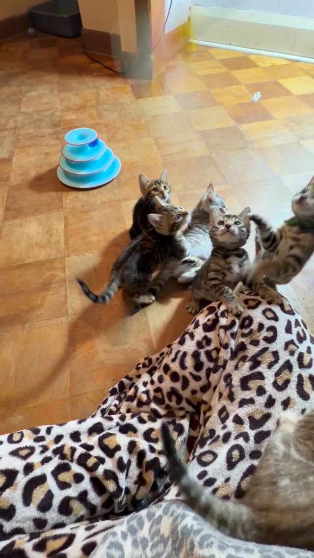Playtime chaos in full swing 😸
•
•
•
#bengal #bengalcat #bengalkitten #bengalbreeder #tica