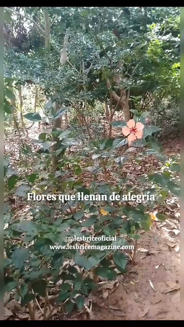 Flores que llenan de alegría el parque más grande de la Rosa de la Montaña,