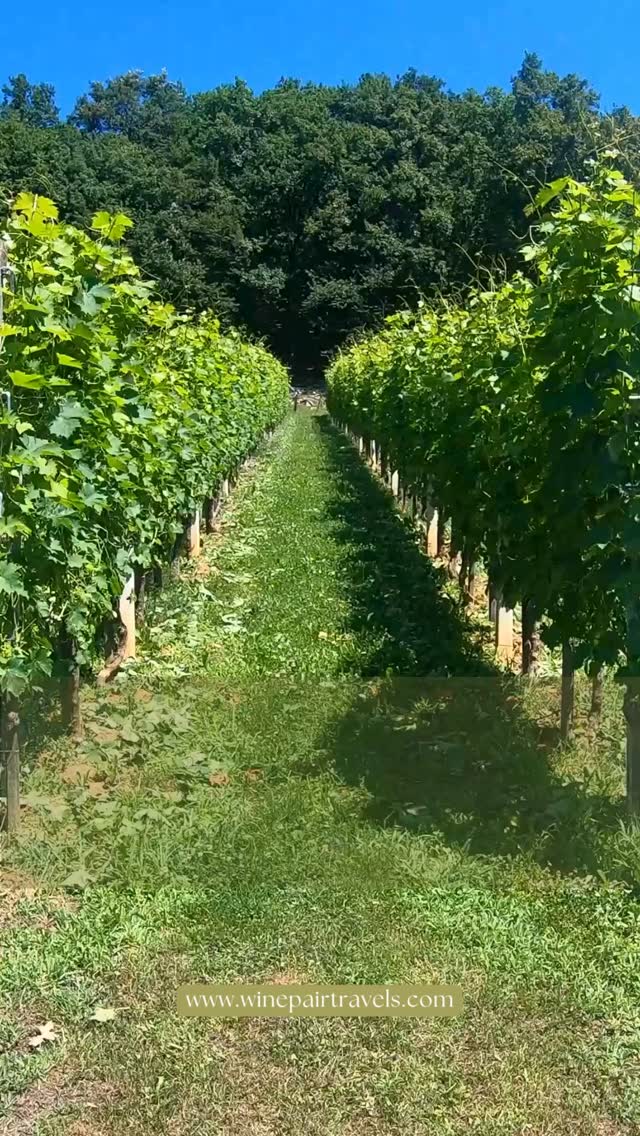 California has so much more to offer than just Napa 🍷
Lodi, Foxen Canyon, and Los Olivos are a few of our favorite under-the-radar regions that are worth building a trip around. Less crowds, incredible wines, and experiences that feel a little more personal.
If you’re not sure where to start, we’ve made it easy.
Comment CHECKLIST and we’ll send you our free California Wine Trip Planning Guide ⬇️
Save this for later when you’re planning your trip 🔖
#californiawinecountry #winetripplanning #winecountry #californiawinetravel #winelovers