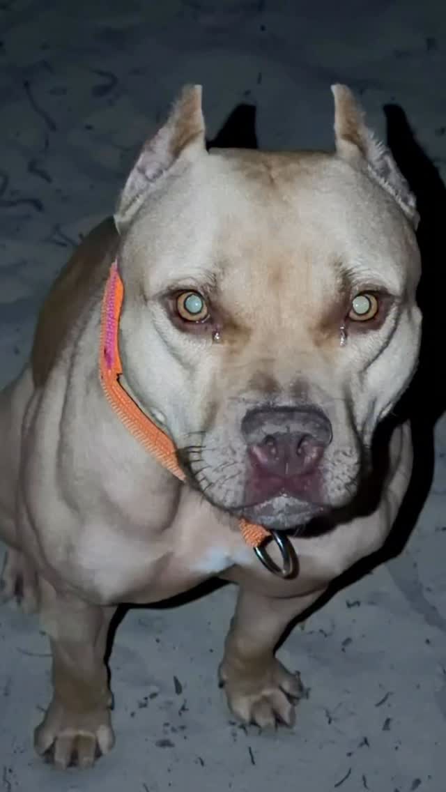 American Pitbull Terrier Lisan