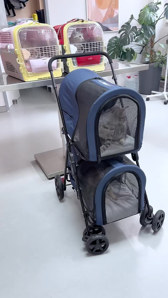 Heute gab’s ein Gruppenticket zur Kastration