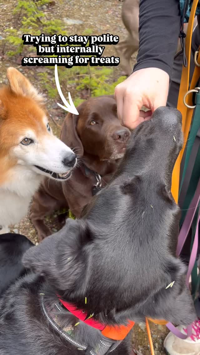 You can tiller internally struggling with being the last in the treat line. An unfair feat for any lab 🤪
#biscuitspetcare#dogsofinstagram#chocolab#patience#dogwalker