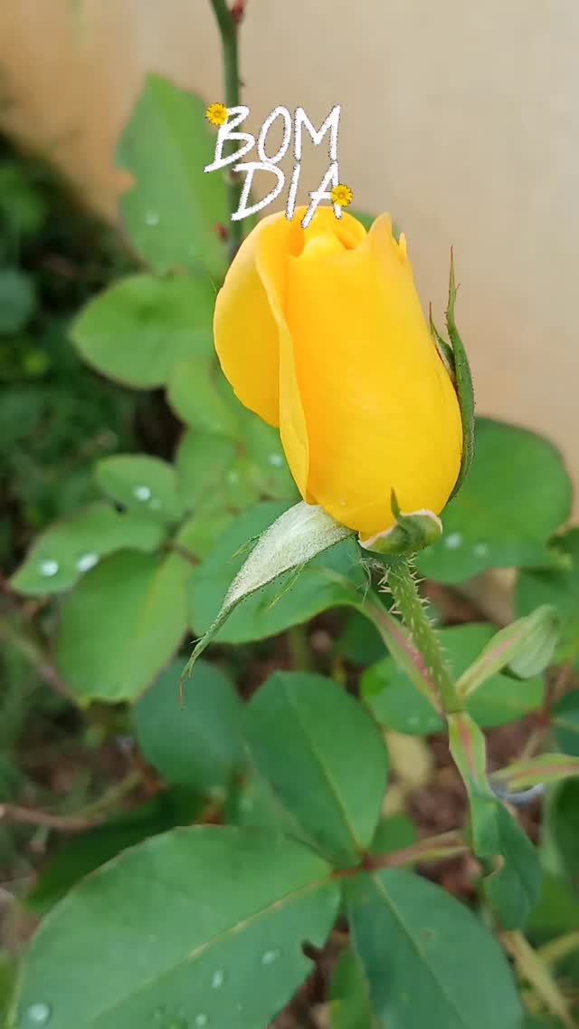 La belleza esta siempre ahí para todos.
Bonito día 🌿
Abrazos
Marce y Mage 🪷🤍🌿
#mujernatura21