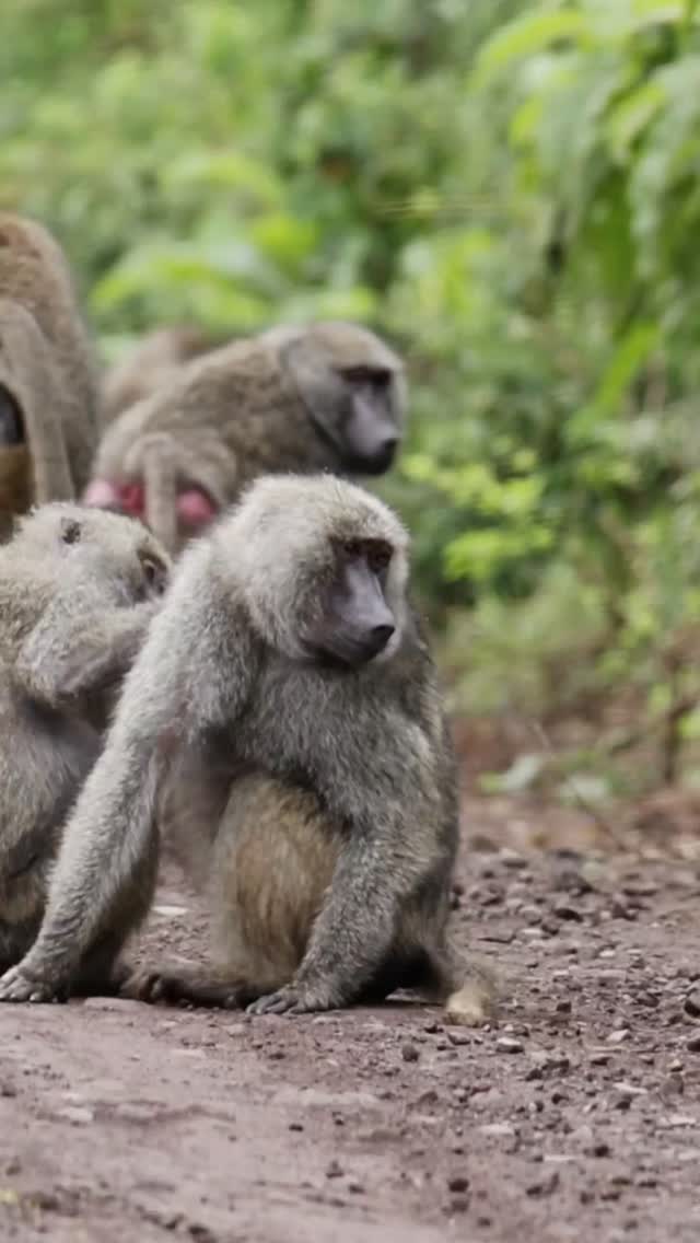Caught in the moment 🐒
A curious Baboon enjoying life in the wild.
Plan your safari with us
📧 info@gnadesafaris.com
📱 WhatsApp +255793832959
#Baboon #WildlifeReality #TanzaniaSafari #NatureLife #gnadesafaris