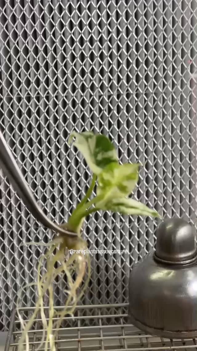 Our very own highly variegated Alocasia Reginae ❤️
#alocasiareginae #rareplants #alocasialover