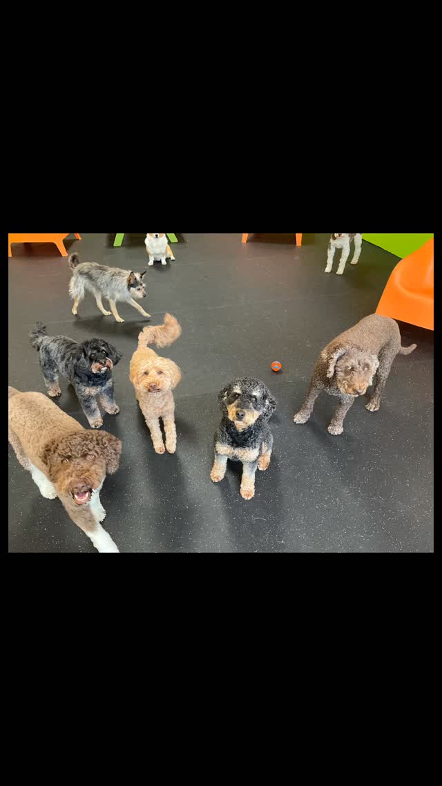 What you need for a Monday
#gooddogplaycare #doggiedaycare #sfdogwalker #dogsofinstagram