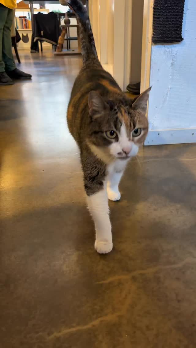 De meest cozy workshop van Alkmaar 🧶🐱
Katten + wol = chaos, gezelligheid en heel veel schattigheid.
Reserveer je plek via de link in bio voordat alles vol zit.
#kattencafe #crochetworkshop #kattenliefde #alkmaar #fypnl