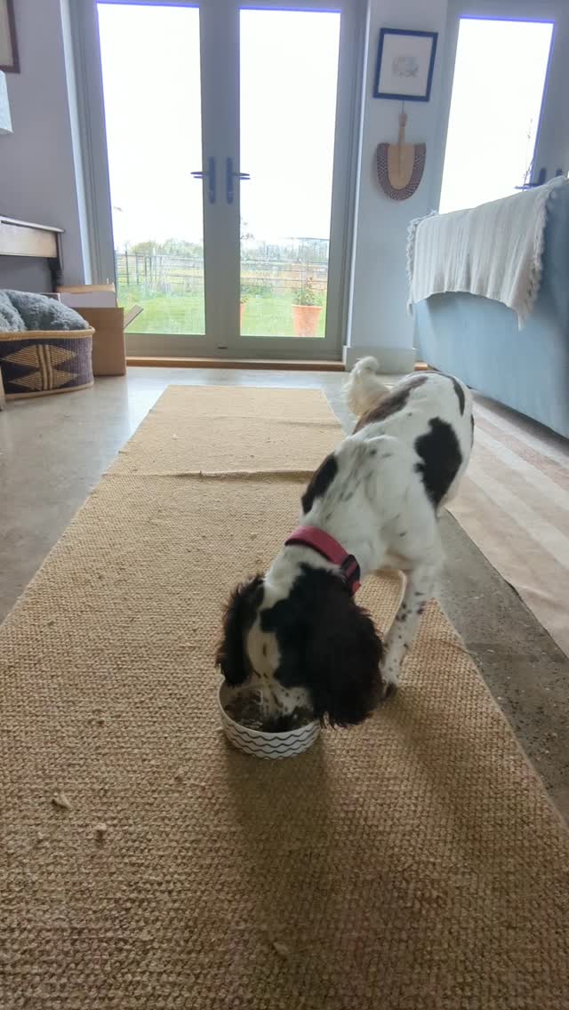 Last breakfast before she goes to her real home 😭 2 weeks of wonderful company ❤️