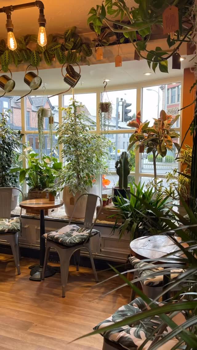 If this is your vibe…step into our world.
TROPICA Wilmslow 🪴☕️
.
.
.
.#cheshire #wilmslow #plantshop #tropicawilmslow #tropicaplants
