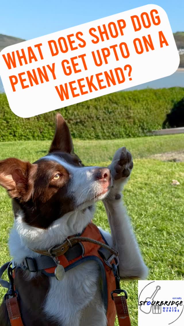 Ever wondered what Penny gets up to when she’s off duty from her “working dog” life in the shop?
Here’s a little peek at her bank holiday adventure in New Quay, Wales — featuring endless ball chasing, sandy paws, and one very happy Collie living her best seaside life.
#DogsofInstagram #InstaDog #DogLovers #DogAdventures #NewQuayWales #BeachDog #DogBeachDay #BorderCollie #KelpieCross #CollieKelpie #WorkingDogLife #stourbridgemusic