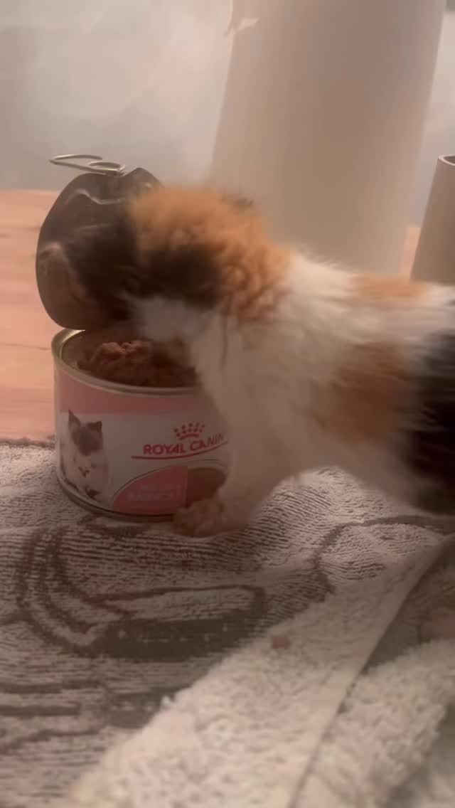 En we zijn begonnen met “ Spenen” 💪🍼
(Spenen bij kittens betekent dat jonge katjes geleidelijk stoppen van drinken van moeder of kunstmelk en langzaam overgaan naar vast voedsel.
Dit proces begint meestal rond 4-5 weken leeftijd en is rond 8-10 weken afgerond)