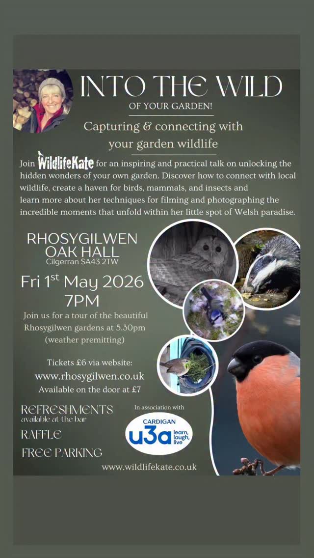 Join me at the amazing @rhosygilwenretreat on May 1st to hear all about my projects at #GwylltHollow , see clips from my cameras and learn how I have captured this footage. Learn ways that you can attract and film wildlife in your own garden!
Book now at www.rhosygilwen.com 😀
