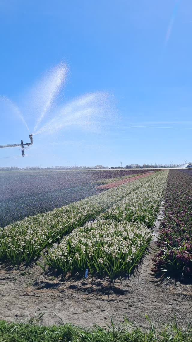 Tsjaa, als de regen maar niet wilt komen dan geven we ze zelf maar wat water!