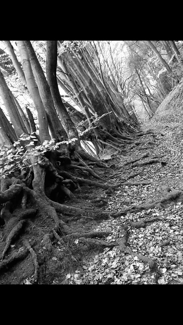 Just pootling about in the woods. #cyclinglife #bikeride #bikelife #woodland #getoutside