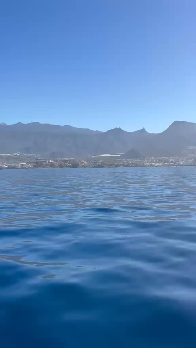 🌊 Hoy hemos tenido la suerte de avistar un impresionante rorcual común en aguas de Tenerife 🐋✨ Un encuentro único con uno de los gigantes del océano.
🌊 Today we were lucky to spot an amazing fin whale in the waters of Tenerife 🐋✨ A unique encounter with one of the ocean’s giants.
#WhaleWatching #Tenerife #FinWhale #OceanLife #BlueJackSail