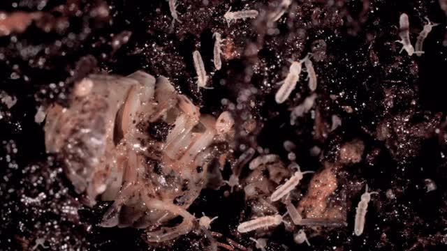 #ThursdayThoughts on soil... It’s simple, don’t risk it, test it! We need to look after our soil...why? Because
It is estimated that more than half of all Earth’s species live in the soil! - @SoilAssociation
#Gardening #GardenLife #GardenInspiration #GardeningCommunity