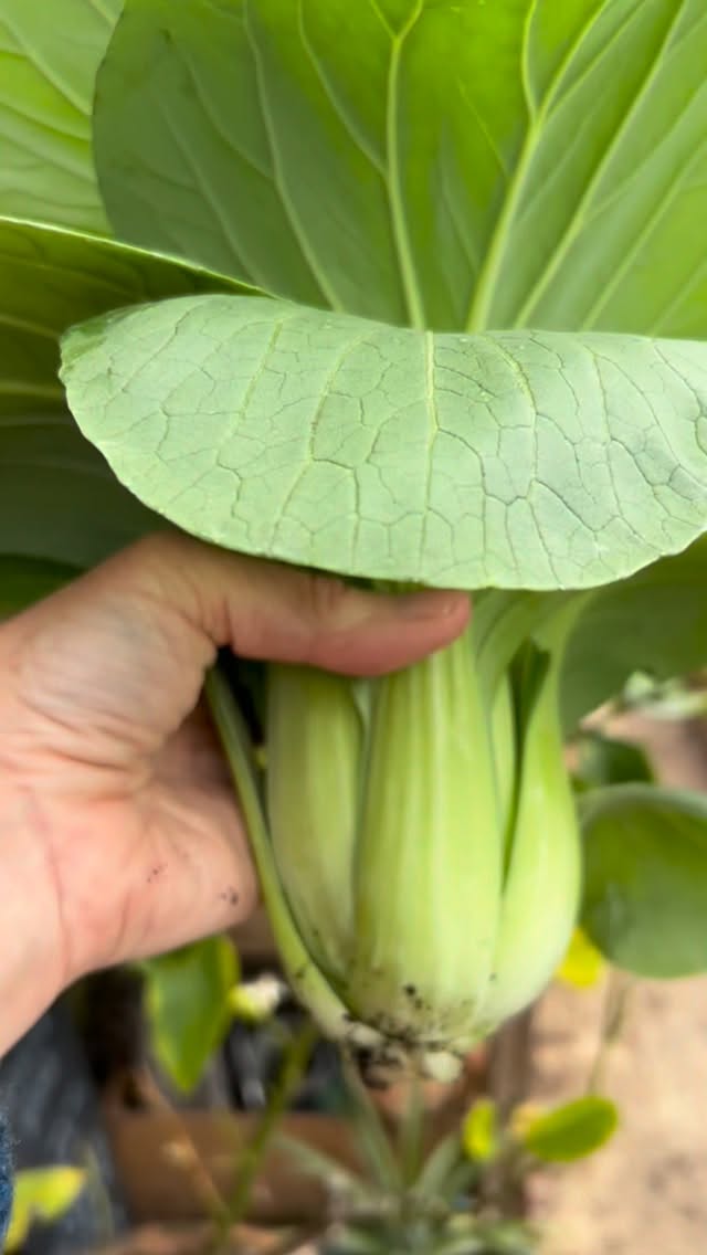 This is what happens if you take your eyes off the ball and the weather warms up! The perfect looking Pak Choi suddenly bolted and one started flowering! Luckily it’s still edible, I’ll simply chop off the tall stem and use the bottom half of this beauty. I love growing Pak Choi but they are best grown in spring and autumn otherwise they bolt in the hotter summer months 🥬 I buy my seeds from @chilternseeds for thise of you asking #grow #gardening #pakchoi #veg