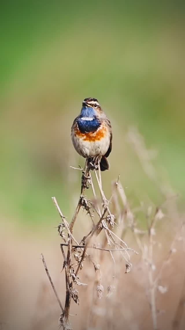 Für die welche den einmalig schönen Gesang des Blaukehlchen hören möchten……
Das Blaukehlchen (Luscinia svecica) ist ein kleiner Vogel mit einer überraschend großen Stimme – ein echtes Klangfeuerwerk im Federkleid .
Das Blaukehlchen (Luscinia svecica) ist ein kleiner Vogel mit einer überraschend großen Stimme – ein echtes Klangfeuerwerk im Federkleid.