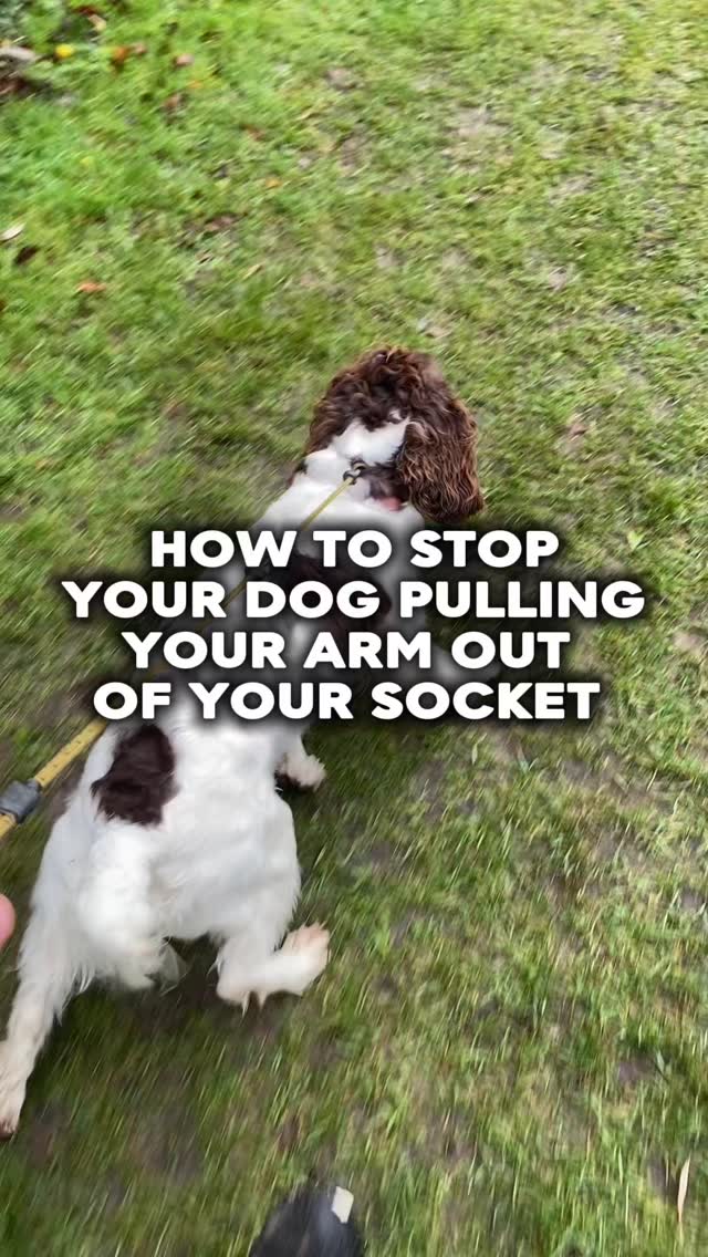 How to structure your loose lead walking for success
Need help training your dog pop us a dm
#chalfontstpeter #chalfontstgiles #gerrardscross #dogwalker🚶🏻♂️🦮💨 #dogtrainer