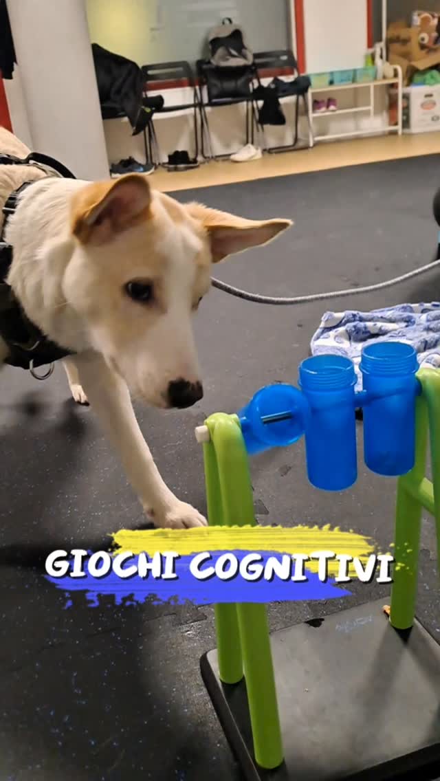 Osserva come si concentra… e trova la soluzione 🧠🐾
I giochi cognitivi aiutano il tuo cane a usare la mente, aumentare la fiducia e divertirsi insieme a te.
📅 24 aprile
🕗 ore 20:00
💰 25€
👥 solo 6 posti disponibili
Vieni a scoprire cosa sono e come si giocano… e prova insieme al tuo cane.
Per prenotare 👇
📲 3932434772
#psicomotricitàa4zampe #attivitàpercani #educazionecinofila #canirimini #benesseredelcane