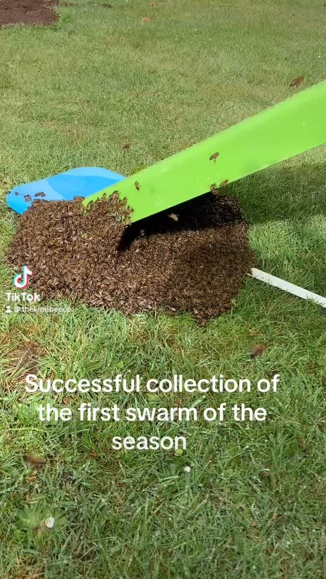 Successful collection for the first swarm of the year. Luckily it was nice and easy. #bees #beekeeper #honeybees #bee #swarm