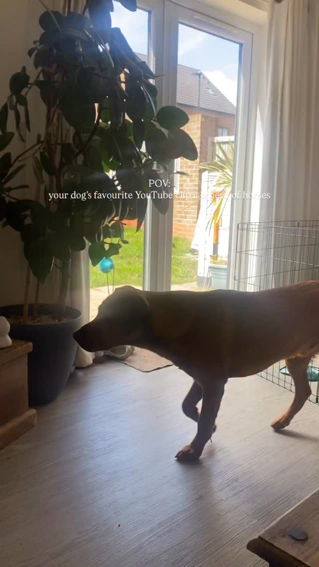 🥺🥺🥺
#dogslovers #dogsofinstagram