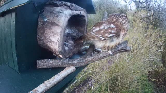 Seren spent the afternoon in the Barn Owl Box. She emerged just before 8pm, taking in the view and looking very relaxed. It’ll be interesting to see if she returns to this box tomorrow.
I have everything crossed for her attempting to breed again, this time in this box! 🤞🦉🤞🦉