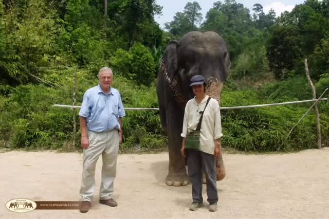 Honouring Sir David Attenborough’s 100th birthday, with memories of gentle, respectful elephant encounters in Thailand. #elephanthills #travelcounsellors #thailandinsider #independenttravelagent