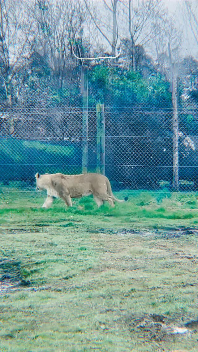 Another amazing day with our young people on the Easter holiday program and a trip to @blairdrummondsafaripark The rain didn’t put us off with everyone enjoying a fantastic day. Bird of prey show always a crowd pleaser.! 🦁🐒🦅🦏🐘🐪🦘🦒🐅🦓🦭🐃🦚🦉