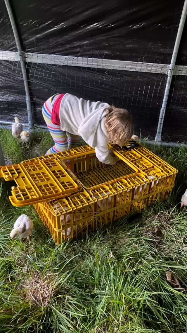 The chicks are out on grass!!!! We really hustled today to put the shelters together and bring the birds out. All that on top of a breakfast date and a play date with new friends! Phew! We are tired and so so grateful for this gorgeous day to do this work. #pasturedpoultry #certifiednaturallygrown #pastureraisedkids
