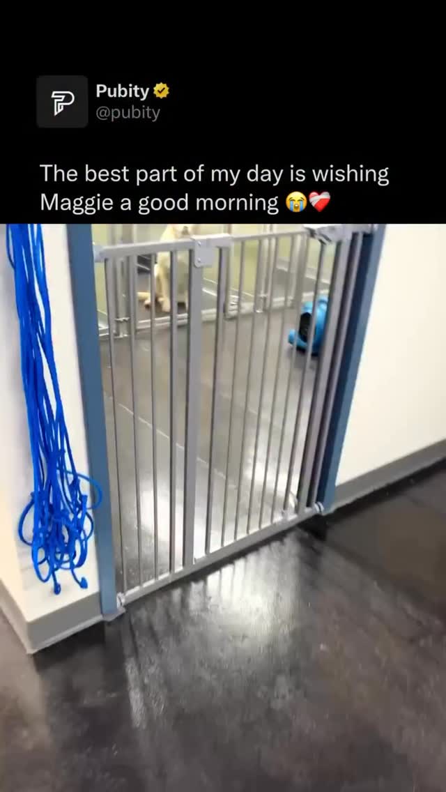 Friday mood: pure joy, wagging tails, and a smile that could change your life 🐾💛
This sweet face is still waiting for a forever home. Instead of shopping this weekend, choose to adopt and give a shelter dog the love they deserve.
Adopt, don’t shop. Your best friend is waiting. 🐶✨
📸pubity
•
•
•
•
#leonfoundation #animalwelfare #nonprofitorganization #adoptdontshop❤️🐾