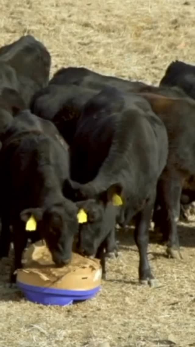 Keep your herd happy, healthy, and performing at their best with SweetPro and Equilix from AgriBest Feeds.
Quality nutrition and trusted supplements to support your animals year-round. Visit us online at agribestfeeds.com
#AgriBestFeeds #SweetPro #Equilix #HealthyHerd #LivestockNutrition