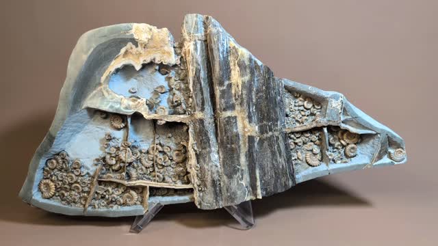 Septarian wood stones are like windows into the past. Each compartment housing a different picture of the Jurassic past and punctuated by the aesthetics of fossilised wood, calcite veins and ammonites. This piece from Stone Barrow Charmouth is an example containing Promicroceras, Xiphoceras, Asteroceras and Cymbites ammonites. It measures approximately 50 cm across and is195 million years old!
#fossils #ammonites #ancienthistory #BTS #paleontology