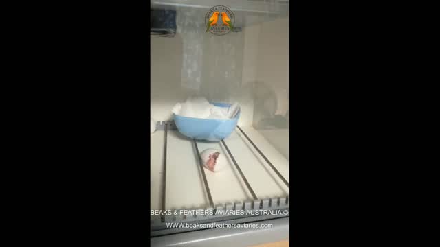 baby sun conure hatching in our INCA incubator 2026-04-23
#Movavi
#babyparrots
#cutebabyparrots
#handraisedparrots
#parrotlove
#sunconure #sunconurelove
