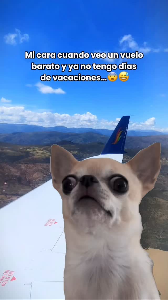 ¿Qué se hace en estos casos?
Compartan tips 😎
#animalviajero #agenciadeviajes #travel #viajeros #memesviajes