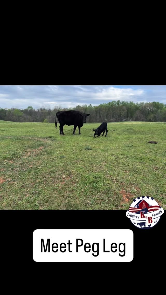 The calf that doesn’t give up! Meet Peg Leg!