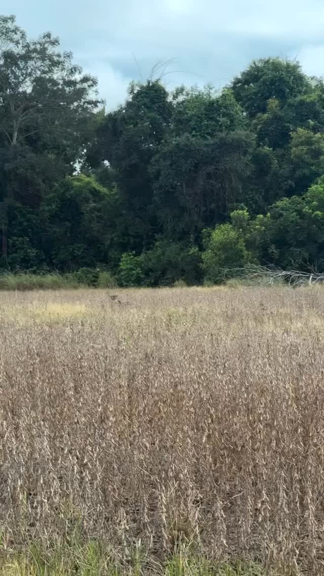 🎥 Flagrante do campo! 🐆
Ali no Mato Grosso
Esse vídeo foi enviado por um seguidor e mostra a realidade do agro na prática.
Tem algo acontecendo aí na sua região? Envie pra gente!
#AgroNoticias #AgroBrasil #NoticiaDoCampo
