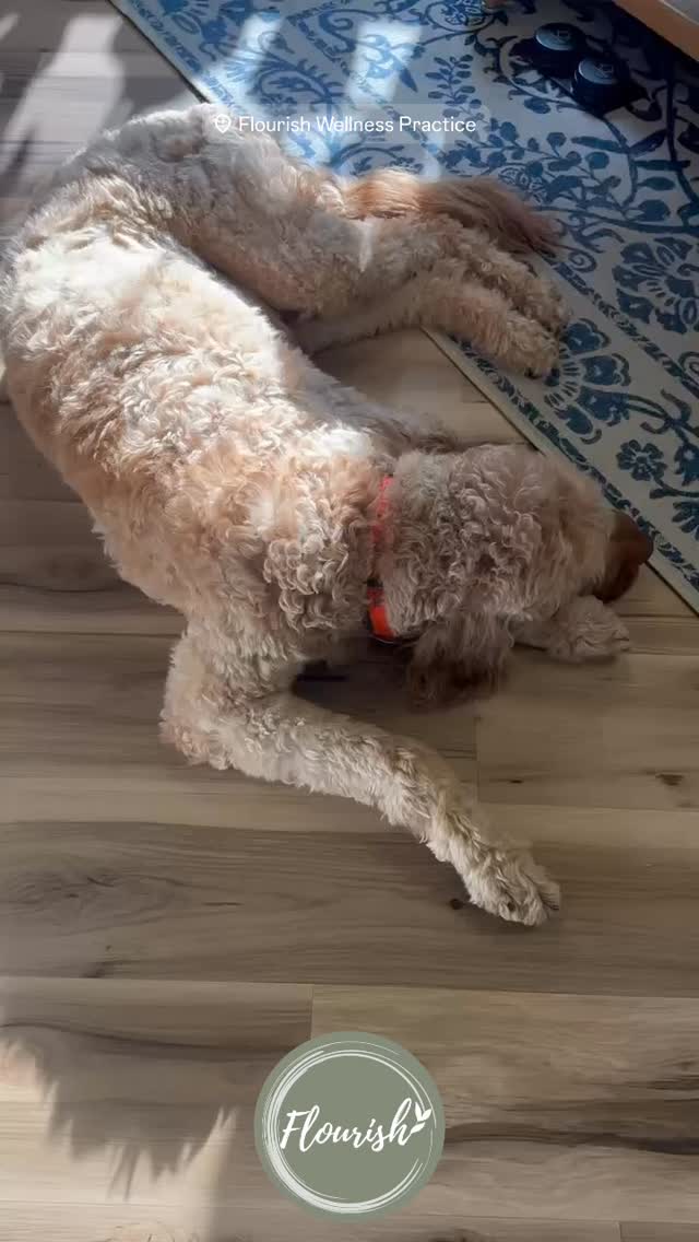 Hallelujah. ๐
For regulated nervous systems and moms with less anxiety.
For kids with fewer ear infections and dads with a better golf game.
For daily bowel movementsโฆ yes, weโre grateful for those too.
For regular cycles and no PMS. For better sleep and actual energy.
For goldendoodle snuggles mid-adjustment and afternoon sunshine through the windows.
For house plants that make our space feel alive.
For medical grade supplements that actually work.
For sage green scrubs and a coolest-ever community that shows up for their health.
We donโt take a single one of these lightly. This is why we do what we do. ๐ฟ๐ค๐ชด
And a special thank you to my patient and friend for letting me share this moment and for reminding me to never stop Be-liebing. ๐๐ค You are the best and I am so grateful for you. @kristen_marie_pink
If Flourish has been part of your story, drop it below. Weโd love to hear what youโre grateful for.
#flourishwellnesspractice #flourishfamily #allisonparkchiropractor #pittsburghfunctionalmedicinedoctor #pittsburghchiropractor