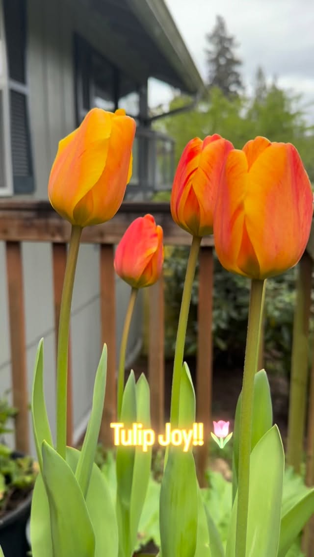I was starting to wonder if the blooms would ever open! Totally worth the wait. 💚🧡
#Spring #tulips