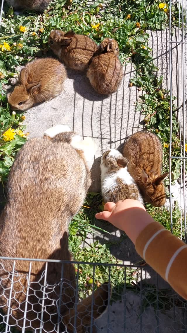 #lapin #fermebio #viealaferme