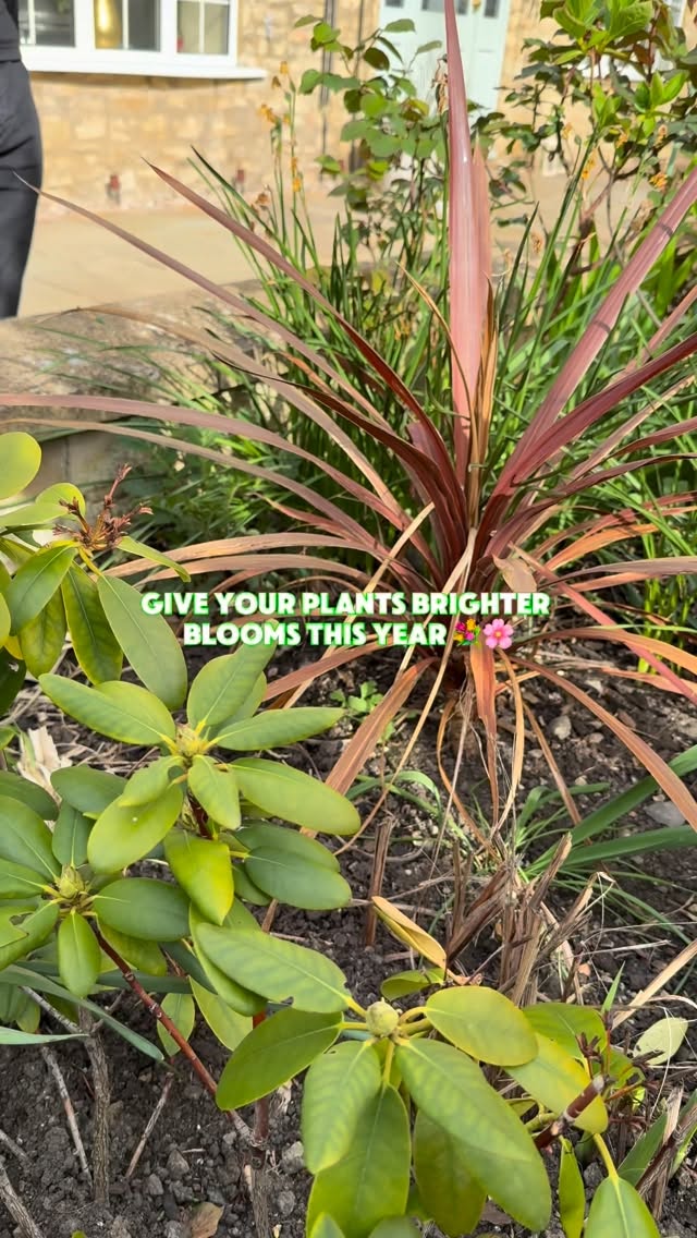 Stronger roots, healthier growth and longer-lasting blooms! Our Plant Gains, Granular Plant Food feeds your beds, borders and planters with essential nutrients for vibrant, resilient plants all season long.
As simple as sprinkle and water in 💧🌱
Lawn care | gardening | plant food | garden tips | green thumb